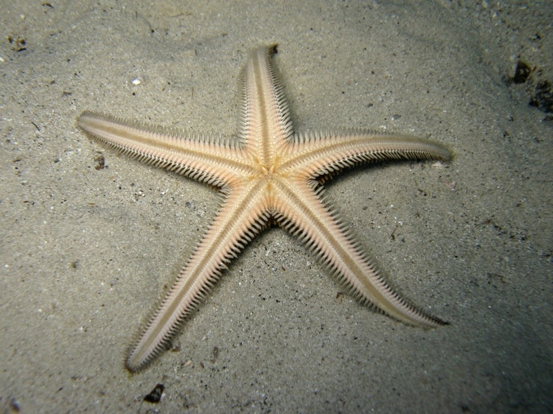 Astropecten bispinosus (Otto, 1823)